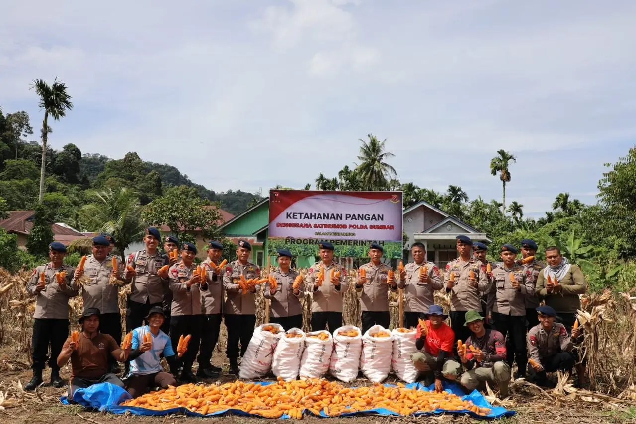 Personel Satbrimob Polda Sumbar melakukan panen jagung di Padang