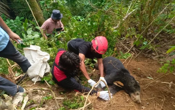 BKSDA Sumbar Evakuasi Beruang Madu Terjerat di Pasaman, Larangan Jerat Babi Diperketat