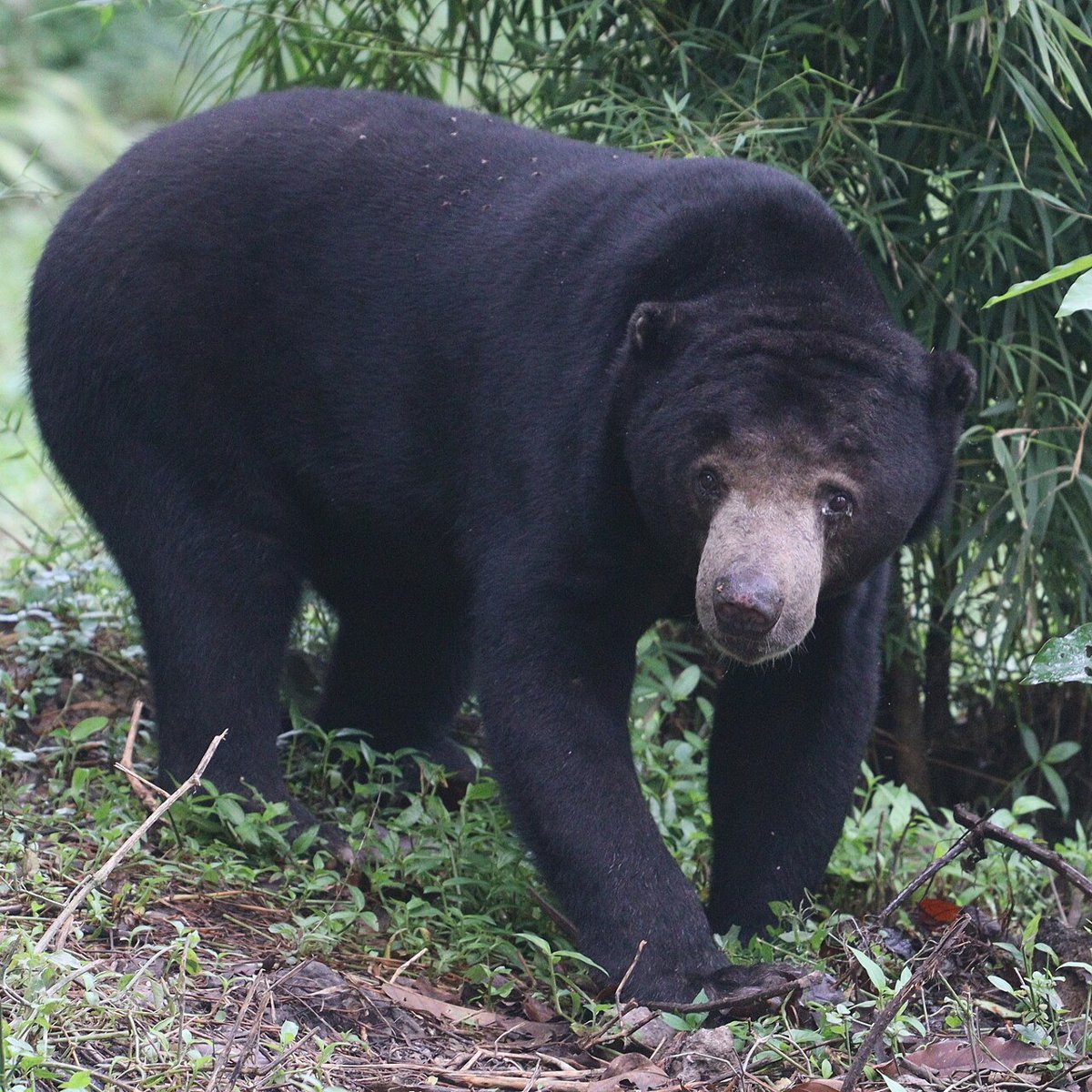 Foto: Wikimedia Commons