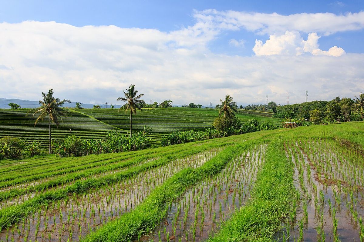 Sumbar Provinsi Pertama Tuntaskan LP2B, Lindungi 166 Ribu Hektare Lahan Pertanian