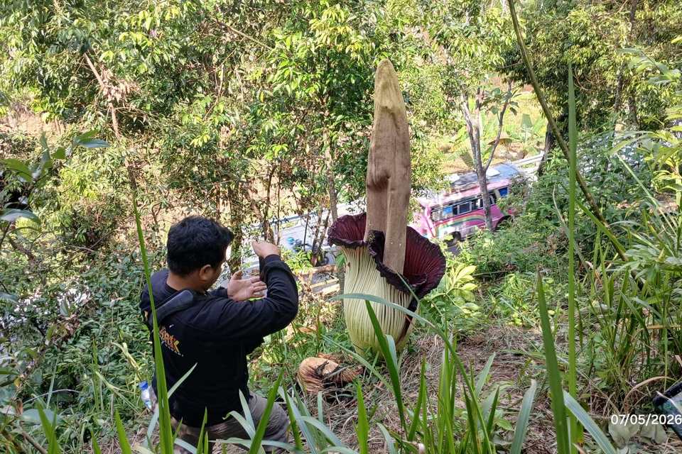 Bunga bangkai Amorphophallus titanum mekar sempurna di pinggir Jalan Lintas Sumatra, Palupuh, Agam
