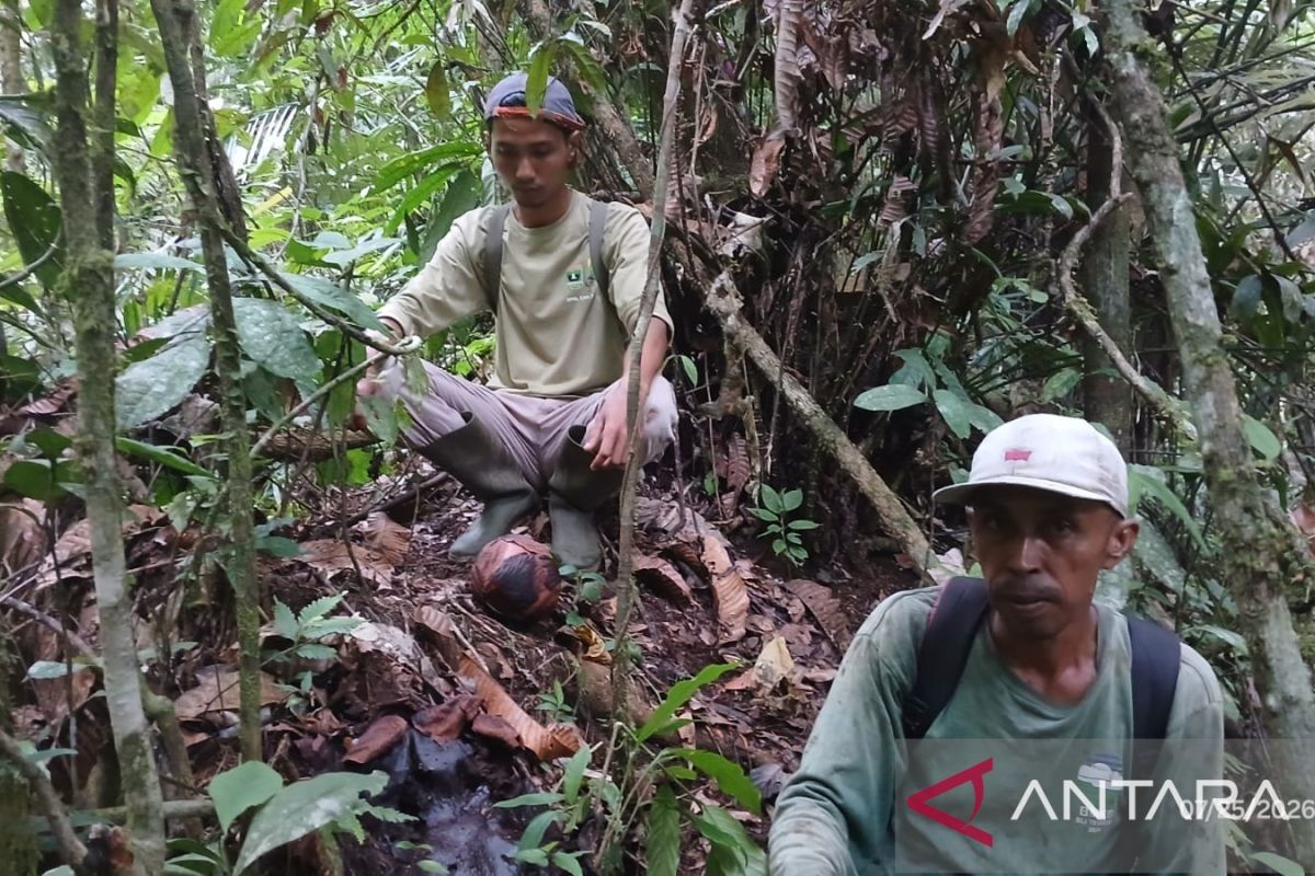 BKSDA Sumbar Temukan Lokasi Sebaran Rafflesia ke-19 di Agam